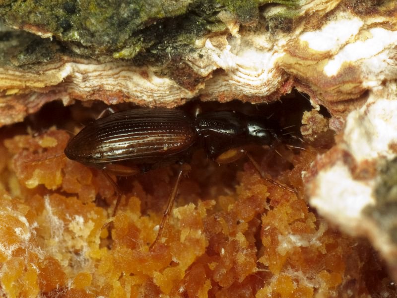 Oxypselaphus obscurus (Herbst, 1784)